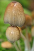 Mushrooms